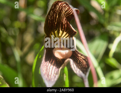 Dracula orchid, San Tadeo, Mindo, Ecuador Stockfoto