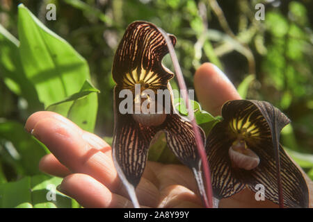 Dracula Orchideen, San Tadeo, Mindo, Ecuador Stockfoto