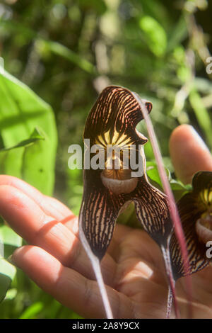 Dracula orchid, San Tadeo, Mindo, Ecuador Stockfoto