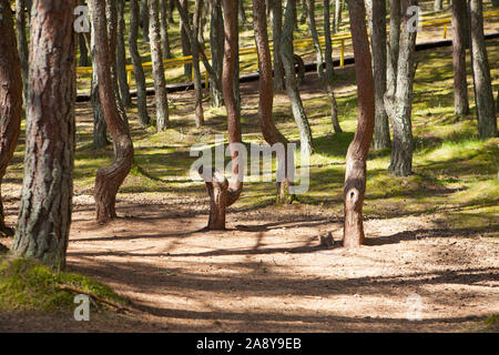 Kurshskaya Kosa - Kurische Nehrung, der Region Kaliningrad, Russland: Tanzen Wald Stockfoto