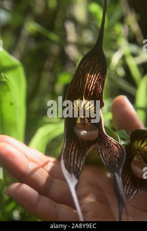 Dracula orchid, San Tadeo, Mindo, Ecuador Stockfoto