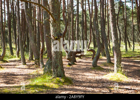 Kurshskaya Kosa - Kurische Nehrung, der Region Kaliningrad, Russland: Tanzen Wald Stockfoto