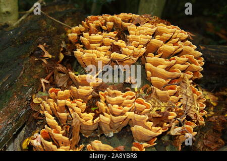 Königreich der Pilze. Familie Stereaceae. Ordnung Russulales. Stereum Huirsutum. Common name Vorhang Kruste, falsche Türkei. Pilz. Pilze. Essen. Haarige Stereum. Vegane Ernährung. Gesunde Lebensweise. Alternative Ernährung. Alternative Lebensmittel. Abwechslungsreiche Ernährung. Suchen nach Nahrung. Große Sorgfalt bei der Nahrungssuche für Pilze zu essen. Kompetente Beratung nehmen Sie vor dem Essen. Stockfoto