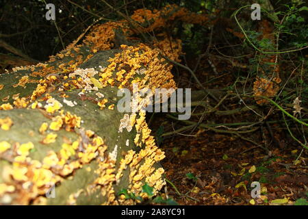 Königreich der Pilze. Familie Stereaceae. Ordnung Russulales. Stereum Huirsutum. Common name Vorhang Kruste, falsche Türkei. Pilz. Pilze. Essen. Haarige Stereum. Vegane Ernährung. Gesunde Lebensweise. Alternative Ernährung. Alternative Lebensmittel. Abwechslungsreiche Ernährung. Suchen nach Nahrung. Große Sorgfalt bei der Nahrungssuche für Pilze zu essen. Kompetente Beratung nehmen Sie vor dem Essen. Stockfoto