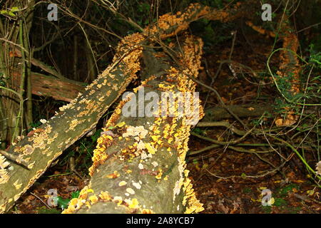 Königreich der Pilze. Familie Stereaceae. Ordnung Russulales. Stereum Huirsutum. Common name Vorhang Kruste, falsche Türkei. Pilz. Pilze. Essen. Haarige Stereum. Vegane Ernährung. Gesunde Lebensweise. Alternative Ernährung. Alternative Lebensmittel. Abwechslungsreiche Ernährung. Suchen nach Nahrung. Große Sorgfalt bei der Nahrungssuche für Pilze zu essen. Kompetente Beratung nehmen Sie vor dem Essen. Stockfoto