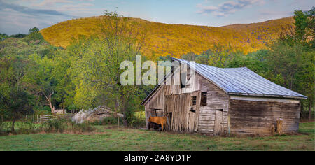 Mutter Kuh Krankenpflege ihr Kalb neben einem alten und verwitterten Scheune in Central Virginia im Herbst. Stockfoto