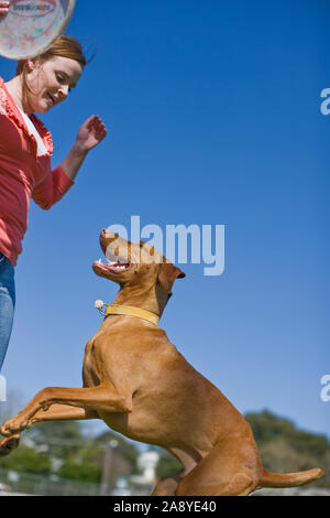 Junge Frau mit einem Frisbee beim Spielen mit ihren braunen Hund in einem Park. Stockfoto