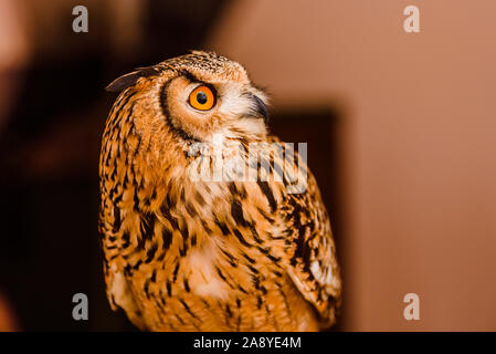 Adler selbst in ein mittelalterliches Fest in Valencia. Stockfoto