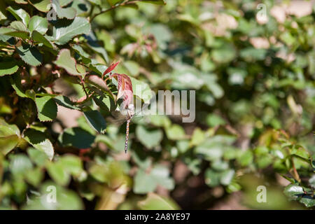 Dragonfly thront auf einem grünen Bush. Stockfoto