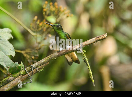 Buff-tailed Coronet Kolibri (Boissonneaua flavescens), Bellavista Cloud Forest Reserve, Mindo, Ecuador Stockfoto