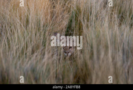 Erwachsene Frau patagonischen Puma, Stalking Guanaco aus der Abdeckung des hohen Gras. Stockfoto