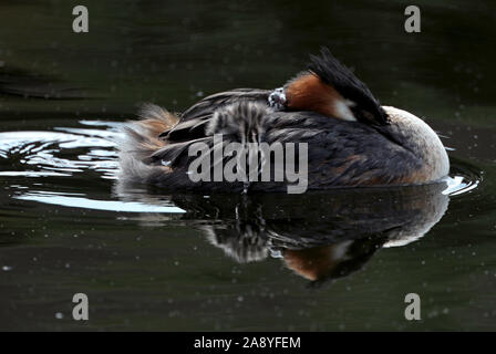 Ein Haubentaucher tragen zwei Küken auf dem Rücken, auf der Isle of Dogs, London. Stockfoto