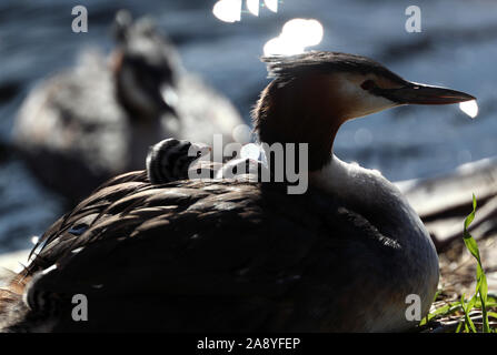 Ein Haubentaucher Krankenpflege zwei Küken, auf einem Nest in der Isle of Dogs, London. Stockfoto