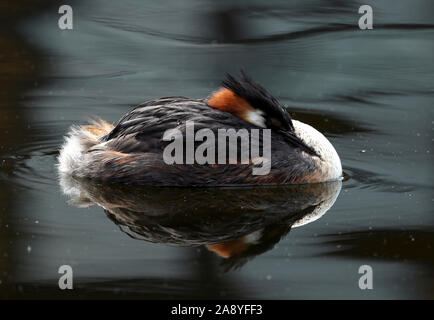 Ein Haubentaucher in der Isle of Dogs, London. Stockfoto