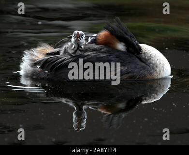 Ein Haubentaucher tragen zwei Küken auf dem Rücken, auf der Isle of Dogs, London. Stockfoto