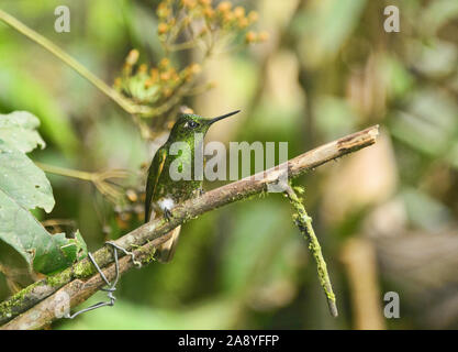 Buff-tailed Coronet Kolibri (Boissonneaua flavescens), Bellavista Cloud Forest Reserve, Mindo, Ecuador Stockfoto