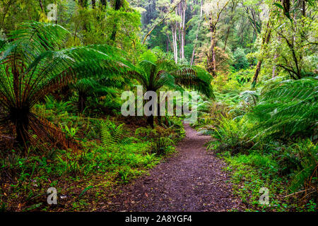 Dichten Regenwald in Melba Gully entlang Madsens Spur in der Great Otway National Park Stockfoto