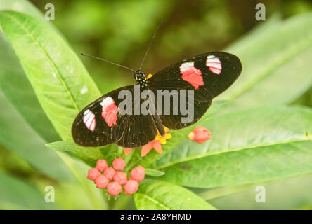 Cattleheart Schmetterling (Parides arcas) trinken Nektar, Mindo, Ecuador Stockfoto