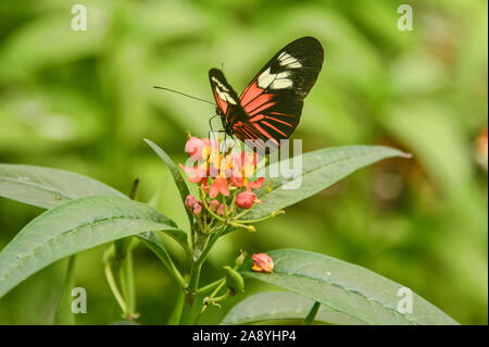 Cattleheart Schmetterling (Parides arcas) trinken Nektar, Mindo, Ecuador Stockfoto