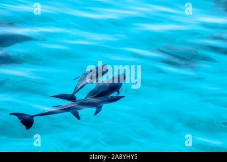 Dolphine spielen in den Ozean in Ägypten Stockfoto