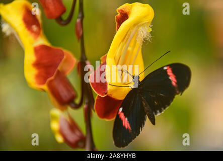 Cattleheart Schmetterling (Parides arcas) trinken Nektar, Mindo, Ecuador Stockfoto