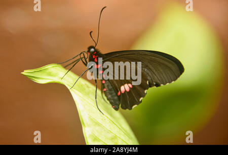 Cattleheart Schmetterling (Parides arcas) trinken Nektar, Mindo, Ecuador Stockfoto