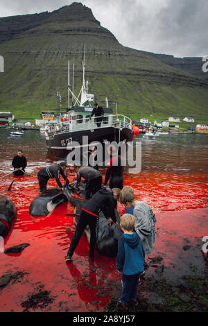 Grindadrap oder traditionelle Abschlachten von Grindwalen auf den Färöern, Dänemark Stockfoto