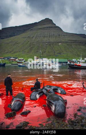 Grindadrap oder traditionelle Abschlachten von Grindwalen auf den Färöern, Dänemark Stockfoto