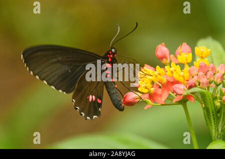 Cattleheart Schmetterling (Parides arcas) trinken Nektar, Mindo, Ecuador Stockfoto