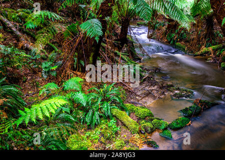 Dichten Regenwald in Melba Gully entlang Madsens Spur in der Great Otway National Park Stockfoto