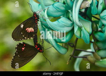 Cattleheart Schmetterling (Parides arcas) trinken Nektar, Mindo, Ecuador Stockfoto