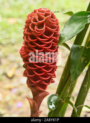 Bitter Shampoo oder Ingwer (Zingiber zerumbet), Mindo, Ecuador Stockfoto