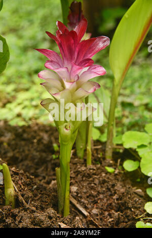 Kurkuma (Curcuma longa) Blüte, Mindo, Ecuador Stockfoto