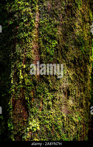 Farn und Moos wachsen auf einem Baumstamm in Melba Gully entlang Madsens Track, Great Otway National Park, Victoria, Australien Stockfoto