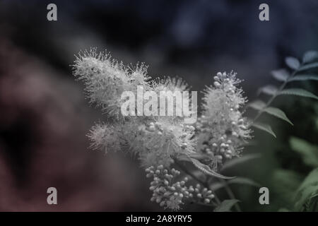 Weiße Blume in Weiß und Schwarz Foto Stockfoto