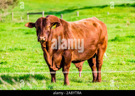 Ein Santa Gertrudis Stier in einer Koppel in Victoria, Australien Stockfoto
