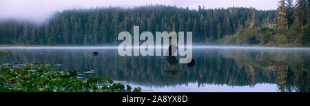 Panoramablick auf eine ikonische Bonsai Baum an die Fee See während einem nebligen Sommer Sonnenaufgang. In der Nähe von Port Renfrew, Vancouver Island, British Columbia, Stockfoto