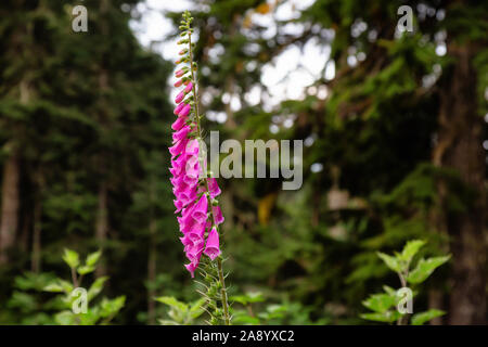 Schönen Lila Bell flower, Fingerhut, in der Natur während eines Sommertages. Am Grouse Mountain, North Vancouver, British Columbia, Kanada. Stockfoto