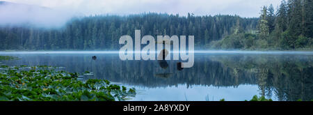 Panoramablick auf eine ikonische Bonsai Baum an die Fee See während einem nebligen Sommer Sonnenaufgang. In der Nähe von Port Renfrew, Vancouver Island, British Columbia, Stockfoto