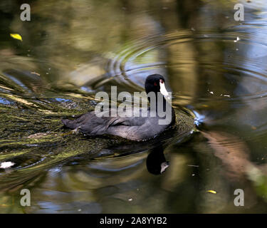 Schwarz Scoter oder Amerikanischen Scoter Vogel in der Nähe, Schwimmen im Wasser, den Kopf, Augen, Schnabel, grüne Beine und schwarze Gefieder und genießen Ihre env Stockfoto