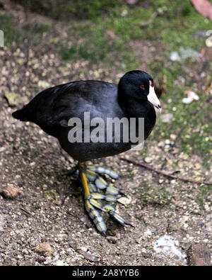 Schwarz Scoter oder Amerikanischen Scoter Vogel in der Nähe vom Wasser, stehend auf einem Felsen mit seinem Kopf, Augen, Schnabel, grüne Füße und schwarzes Gefieder und Genießen Stockfoto
