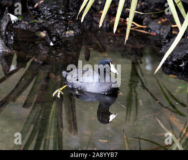 Schwarz Scoter oder Amerikanischen Scoter Vogel in der Nähe, Schwimmen im Wasser, den Kopf, Augen, Schnabel, grüne Beine und schwarze Gefieder und genießen Ihre env Stockfoto