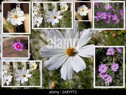 Einfach schöne Collage der zierlichen weißen und rosa Blüten gesäumte single Kosmos Gattung asteraceae Blütezeit im Frühling Garten fügt Cottage Charme. Stockfoto