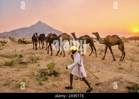 Kamele am Pushkar Camel Fair getrieben durch ihre Herder, der Bewegung verwischt wird. Stockfoto