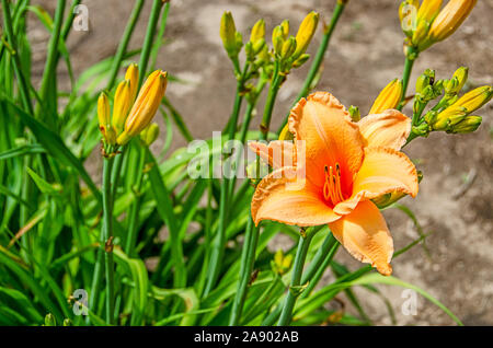 Orange Tag Lily genannt Spanische Tänzerin vor dem Hintergrund der neuen Knospen und Blätter Stockfoto