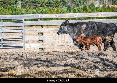 Muddy schwarze Kuh mit ihrem Kalb in glänzendem Braun aus dem Feld Stockfoto