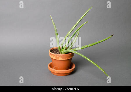 Aloe vera Zimmerpflanze studio Pflanze im Topf Stockfoto