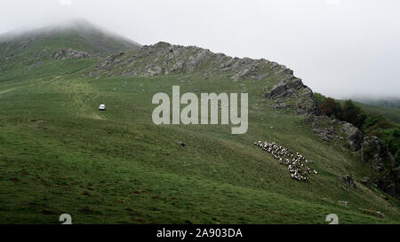 Orisson, France-May 20, 2017: ein Hirte Herden eine Herde Schafe in seinem Lkw in den französischen Pyrenäen, Camino de Santiago Stockfoto