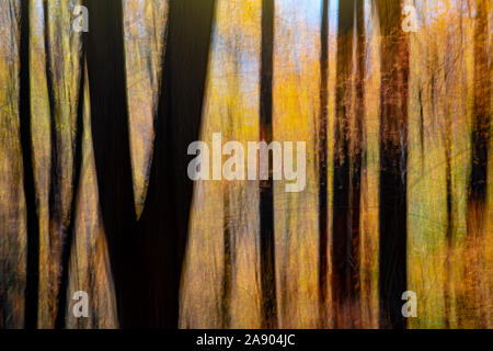 Malerische abstrakte Bewegungsunschärfe von leuchtenden Herbstfarben im Pisgah National Forest, Brevard, North Carolina, USA Stockfoto