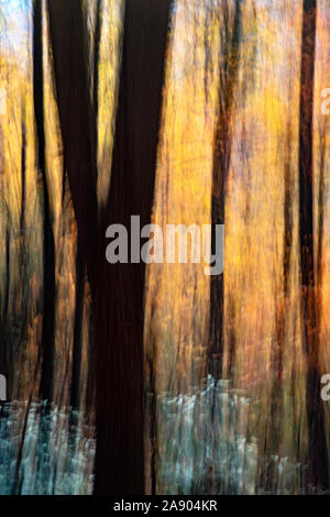 Malerische abstrakte Bewegungsunschärfe von leuchtenden Herbstfarben im Pisgah National Forest, Brevard, North Carolina, USA Stockfoto